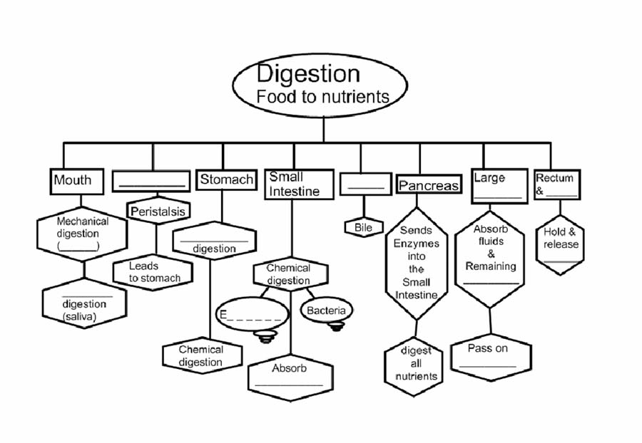 Digestive System Flow Chart